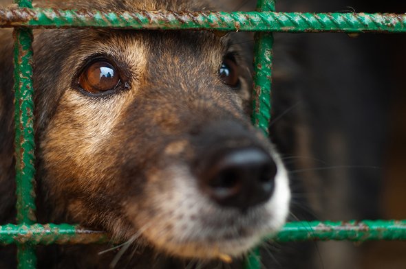 Собаки нападают на детей: почему это происходит и как решить проблему бездомных животных. Грустная собака в приюте