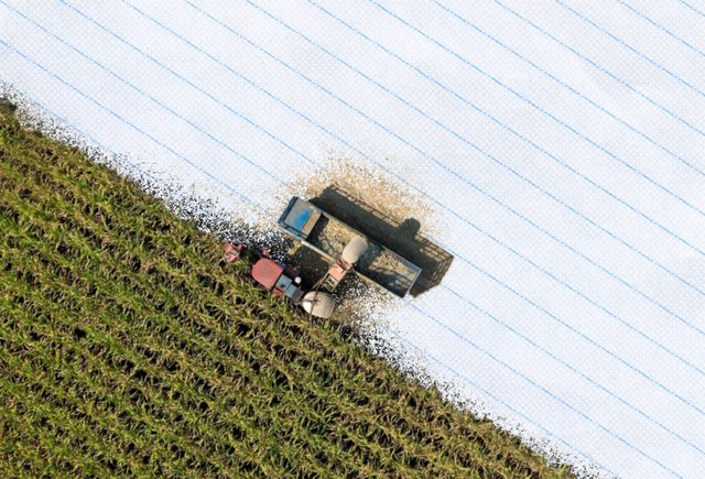 Как устроены студотряды в России и что важно знать студентам до поездки на «целину»