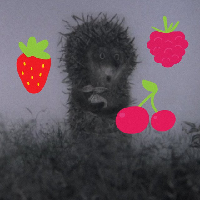 Из чего было варенье, которое Ёжик нес Медвежонку? Тест: хорошо ли вы помните советские мультфильмы