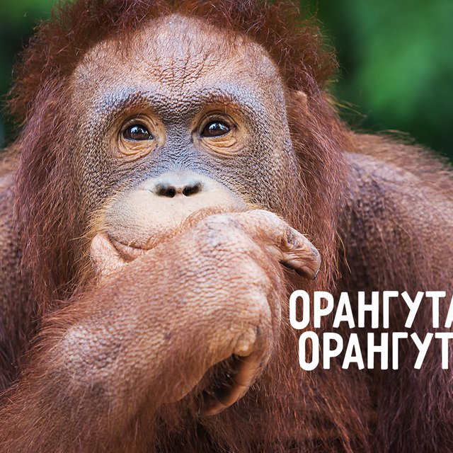 «Орангутан» или «орангутанг»? Как писать и говорить правильно