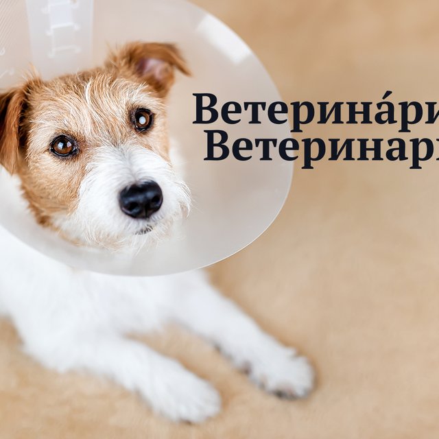 «Ветерина́рия» или «ветеринари́я»? Где ударение в этом слове