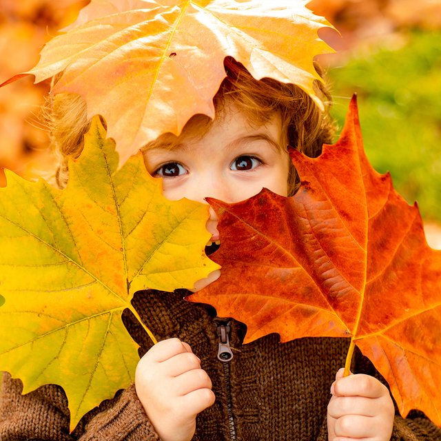Это клён или ясень? Тест на знание листьев из осеннего гербария