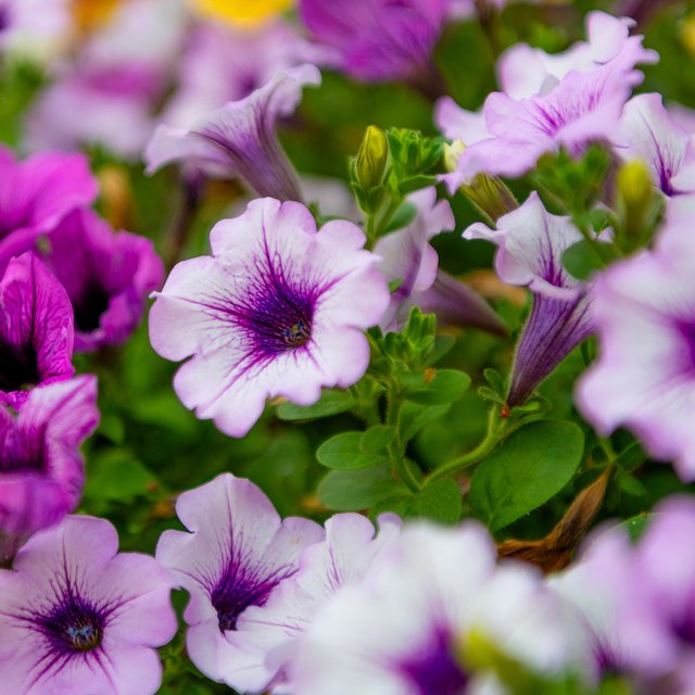 Это петуния или бегония? Тест: угадайте дачный цветок по фото