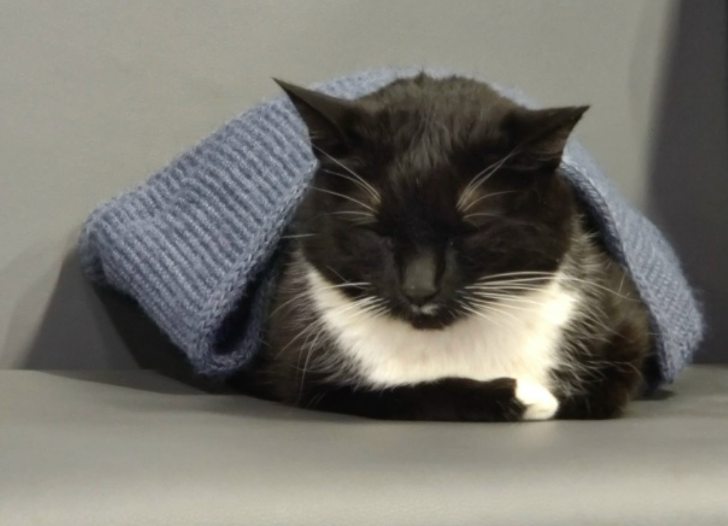кошка