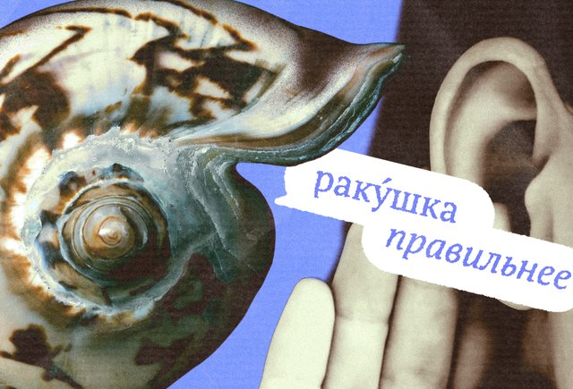 «Раку́шка» или «ра́кушка»? Как говорить правильно