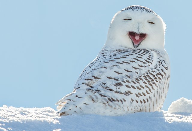 Летом серый, а зимой белый — это…? Тест: какие животные меняют окрас зимой