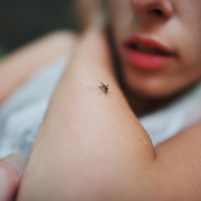 Что такое «малая чума», о вспышке которой сейчас говорят в новостях