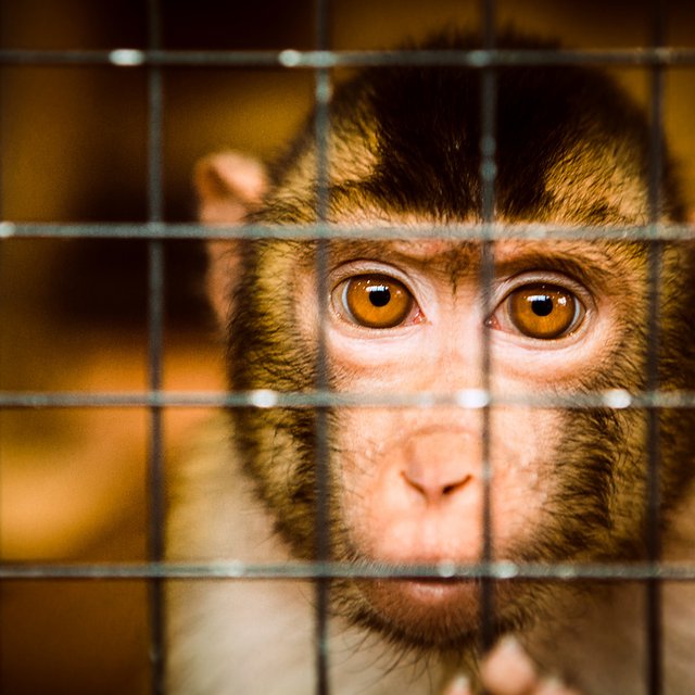 «Клетка — это защита от человека»: как устроены зоопарки и этично ли водить туда детей