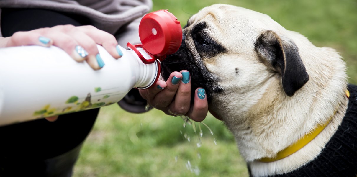 Нашим собаке и коту очень жарко дома и на улице. Как им помочь?