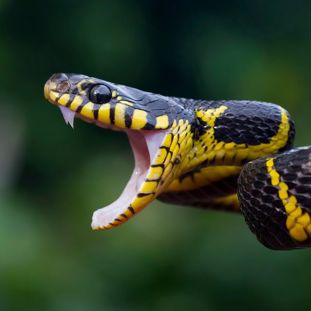 «Я убил детей из-за змеиной ДНК», или Как работают теории заговора