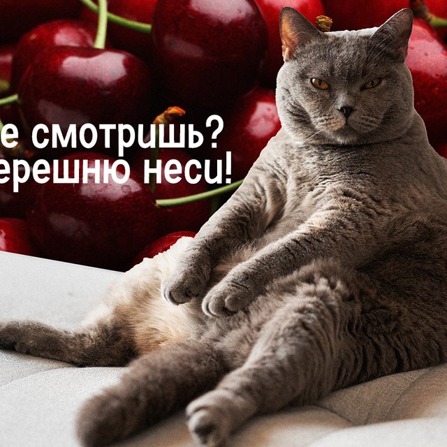 «700 грамм черешни» или «700 граммов»: как говорить правильно