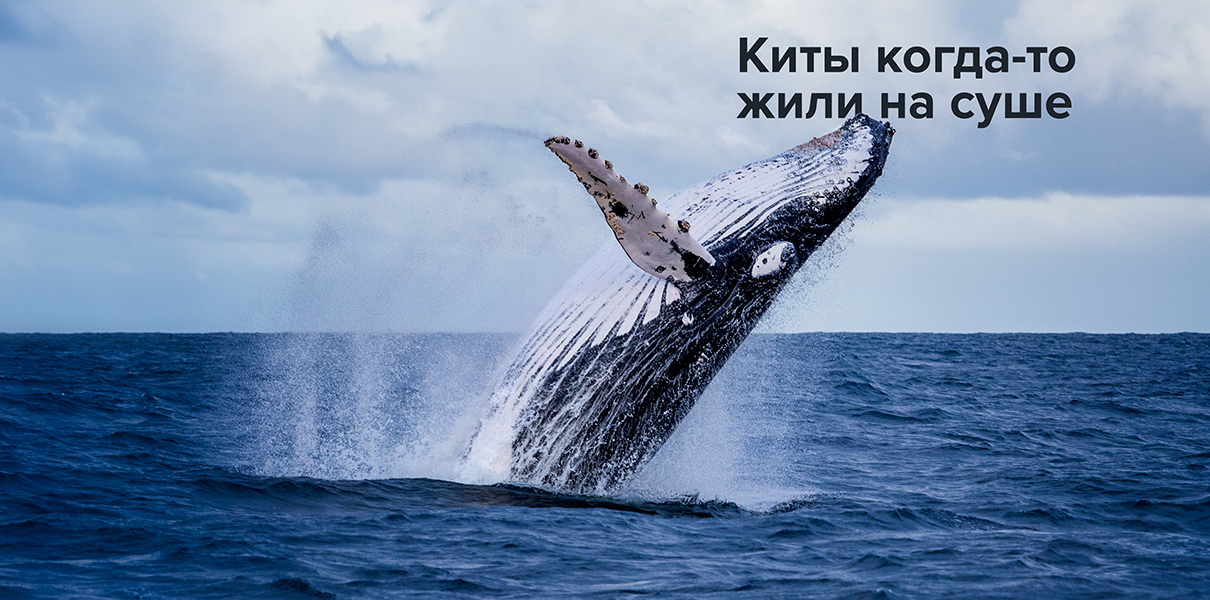 Как киты кормят молоком детенышей — очень редкое видео - , Sputnik Кыргызстан