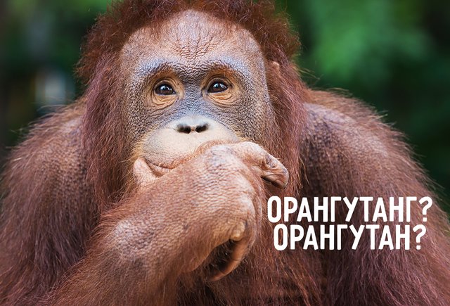 «Орангутан» или «орангутанг»? Как писать и говорить правильно