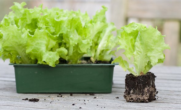 Салат и пряные травы. 5 способов вырастить еду на подоконнике: базилик, помидоры черри, микрозелень, лимон и каштан