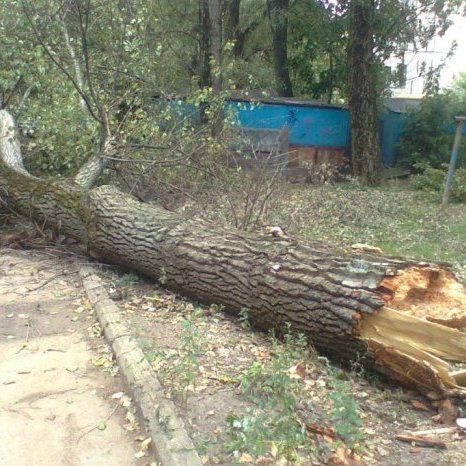 В краснодарском детском саду упало дерево. Один ребёнок погиб
