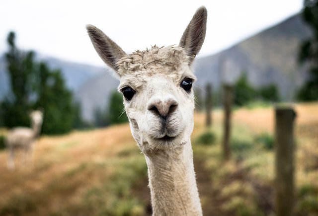 Это лама или альпака? Тест в картинках про самых милых животных на планете