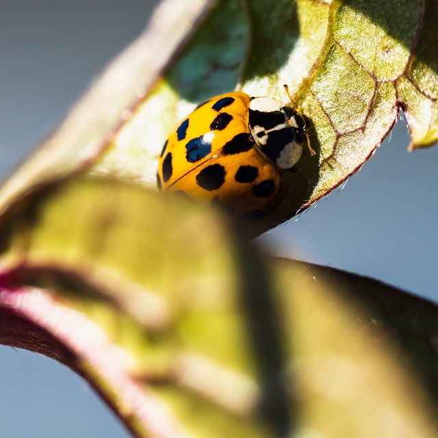 Божья коровка или колорадский жук? Тест: угадайте насекомое по фото