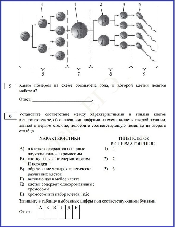 Реальные задания егэ по биологии 2024. Ответы биология 2023. Задания ЕГЭ биология 2023. Рохлов 2023 биология ЕГЭ ответы. Демоверсия ЕГЭ биология 2023.
