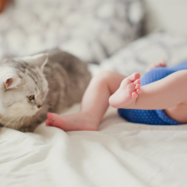 Ребёнок просит домашнее животное, а я боюсь инфекций. Оправданы ли страхи?