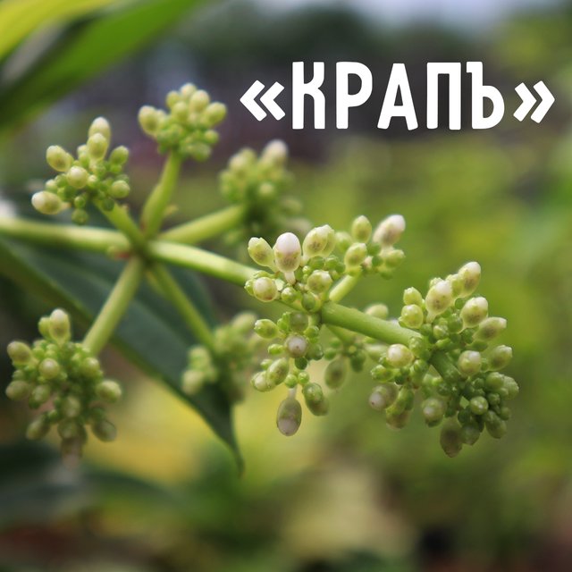 Почему красные береты называют «краповыми»