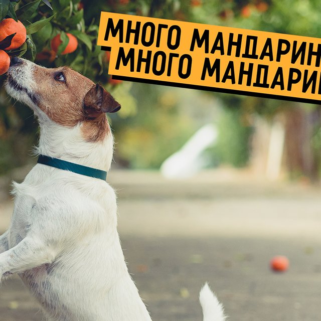 «Много мандарин» или «мандаринов»? Сложный тест для тех, кто считает себя знатоком русского языка