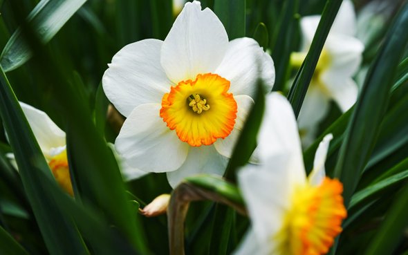 что посадить на подоконнике в ноябре, Нарцисс Тетта