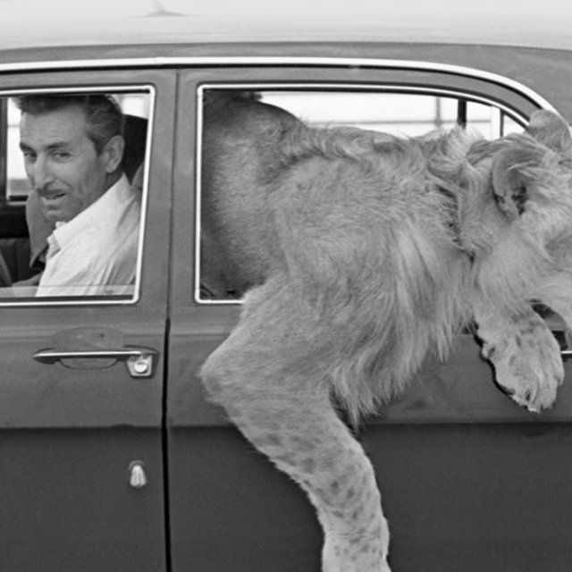 С ними в квартире жили львы: что случилось с семьёй, державшей дома диких зверей