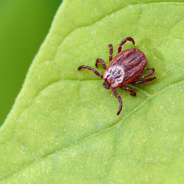 Что делать, если ребёнка укусил клещ, и как защитить себя и близких: 5 вопросов педиатру